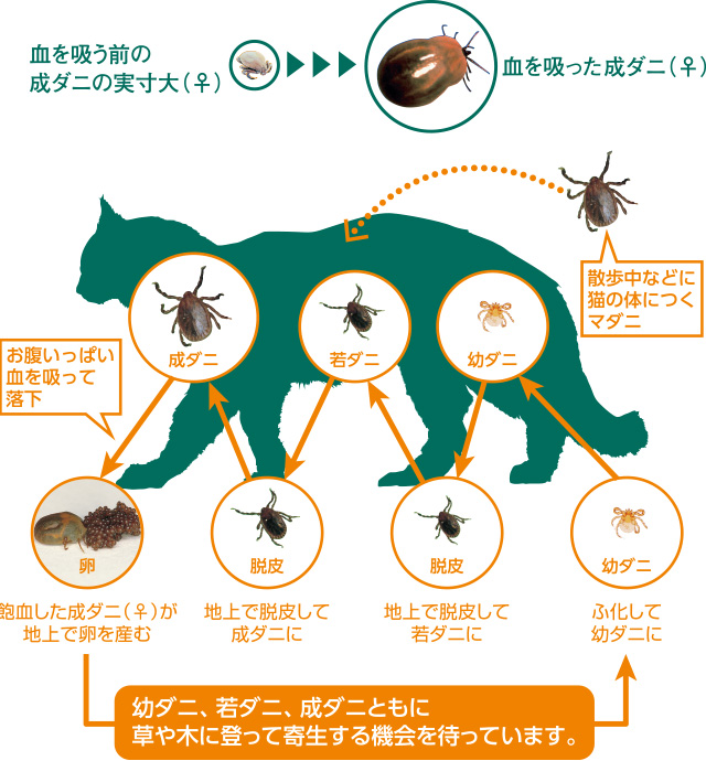 マダニの姿 寄生について 猫の寄生虫対策 ノミダニフィラリア Com