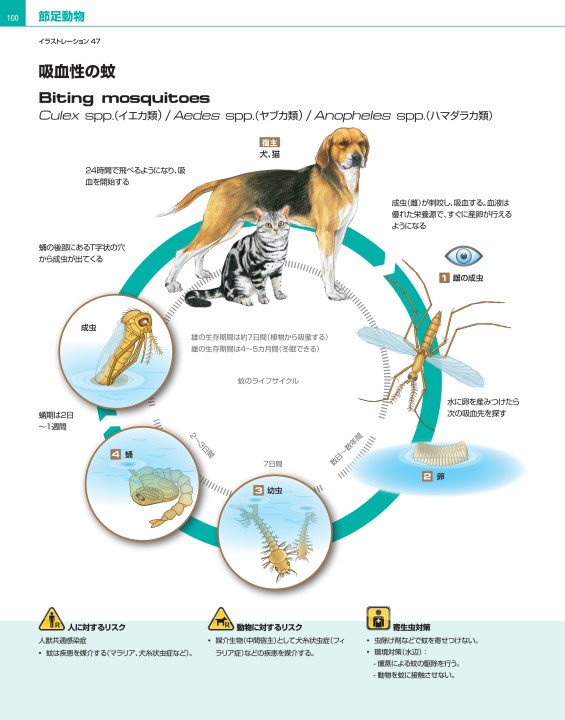 犬と猫の寄生虫症アトラス PARASITES