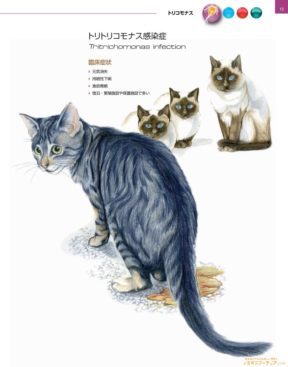犬と猫の寄生虫症アトラス PARASITES
