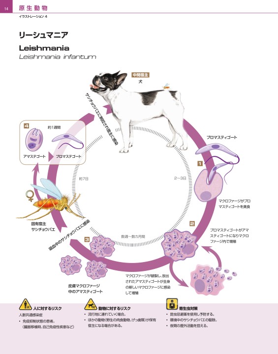 犬と猫の寄生虫症アトラス PARASITES