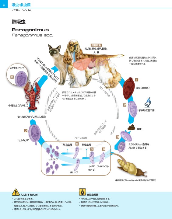 犬と猫の寄生虫症アトラス Parasites