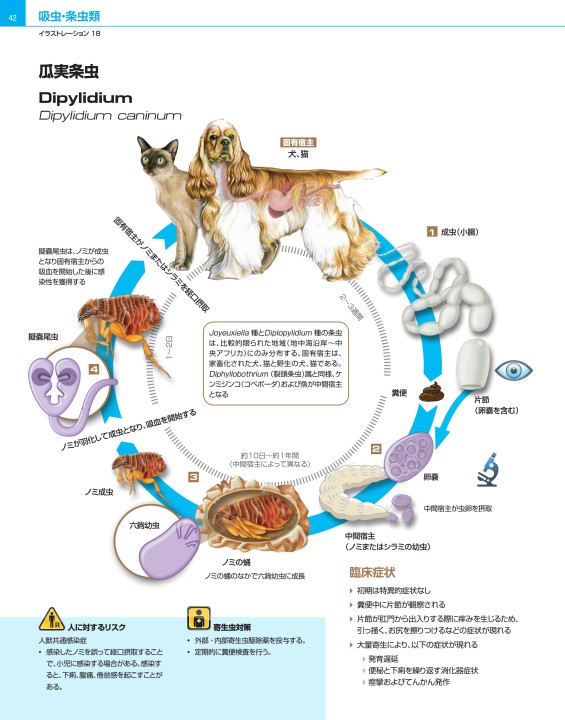 犬と猫の寄生虫症アトラス Parasites