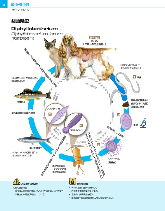 犬と猫の寄生虫症アトラス PARASITES