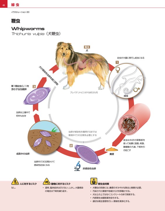 犬と猫の寄生虫症アトラス Parasites