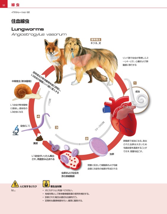 犬と猫の寄生虫症アトラス PARASITES