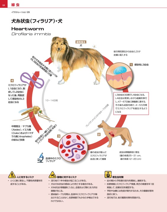 犬と猫の寄生虫症アトラス Parasites