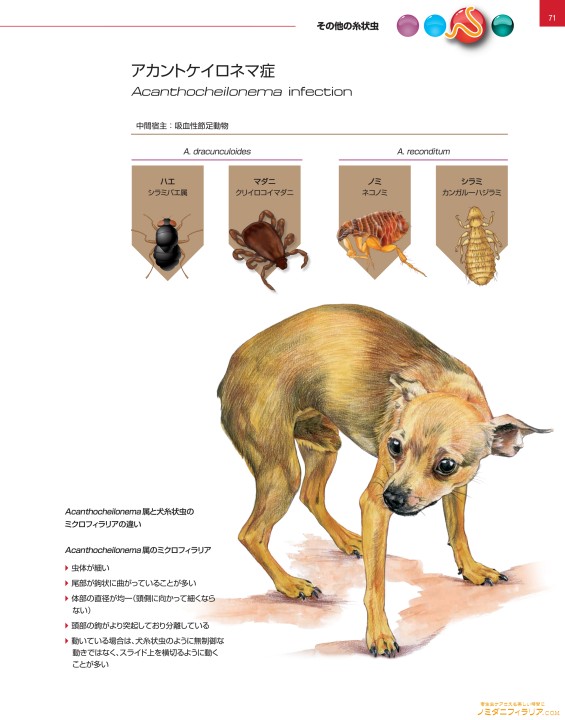 犬と猫の寄生虫症アトラス PARASITES