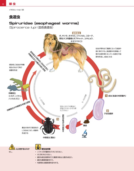 犬と猫の寄生虫症アトラス PARASITES