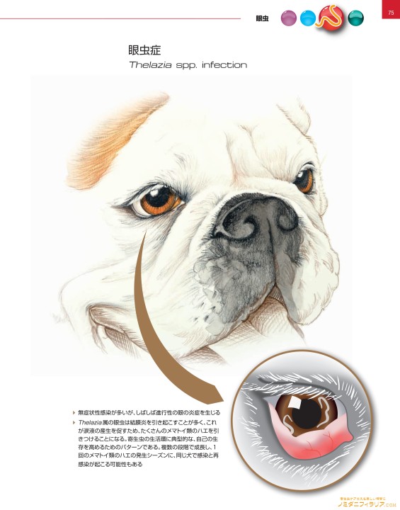 犬と猫の寄生虫症アトラス PARASITES
