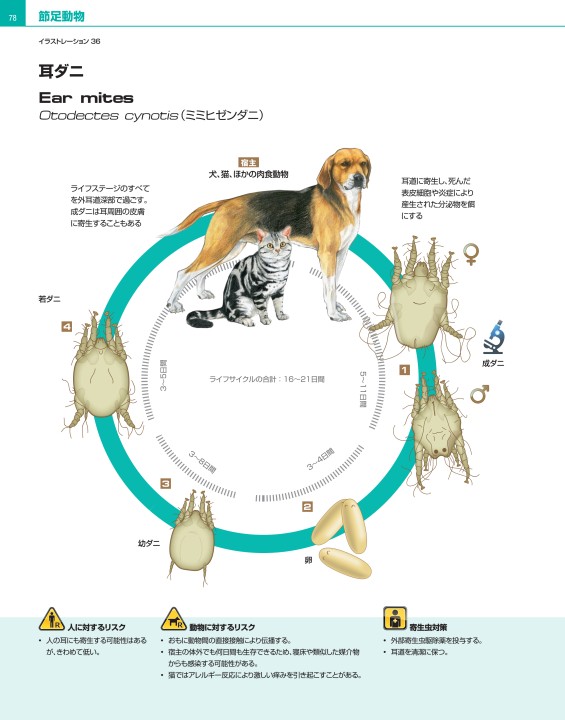 犬と猫の寄生虫症アトラス PARASITES