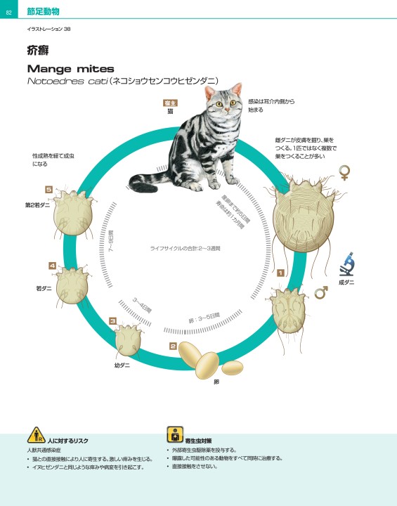 り から 始まる 動物 とから始まる言葉集 しりとりで活躍の食べ物や動物 3文字にことわざ 高齢者のための役立ち情報ブログ ３歩進んで２歩下がる