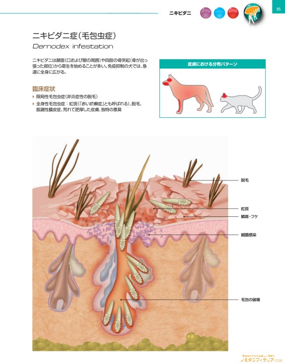 ペットに寄生する虫 コレクション