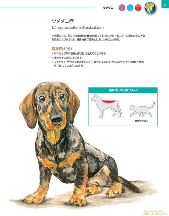 犬と猫の寄生虫症アトラス Parasites