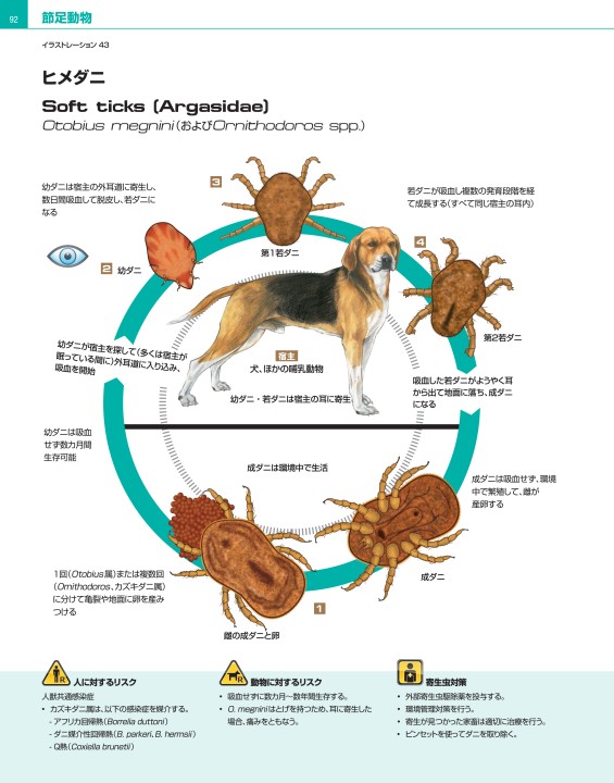 新しいコレクション 【非売品()】どうぶつ(犬と猫)の寄生虫症アトラス 