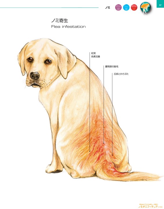 犬と猫の寄生虫症アトラス Parasites