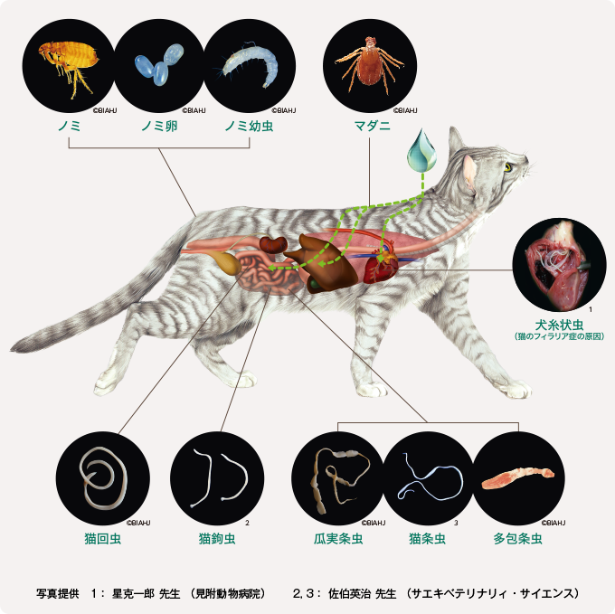 ブロードライン 猫専用 フィラリア症予防 ノミ マダニ お腹の虫の駆除薬 ノミダニフィラリア Com