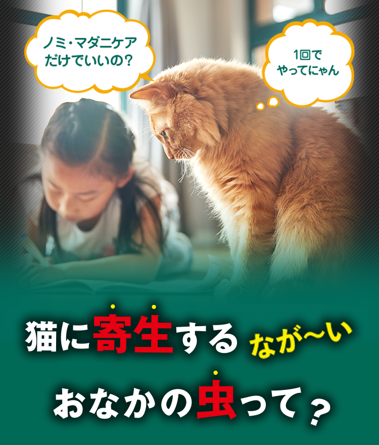 猫専用】フィラリア症予防・ノミ・マダニ、条虫などのお腹の虫の駆除薬